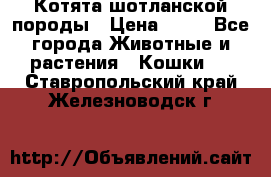 Котята шотланской породы › Цена ­ 40 - Все города Животные и растения » Кошки   . Ставропольский край,Железноводск г.